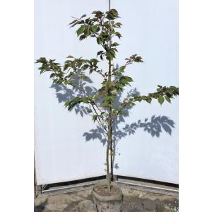 紅羽衣モミジ 株立ち 約1.5m 現品発送 ベニハゴロモ紅葉 特大株 植木
