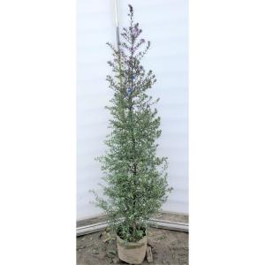 オリーブの木 シプレッシーノ 約2m 特大植木苗木 規格販売 お買い得