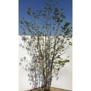 ヤマボウシ 株立ち 約2.5m 美樹形株 超特大株 植木苗木大苗 山法師