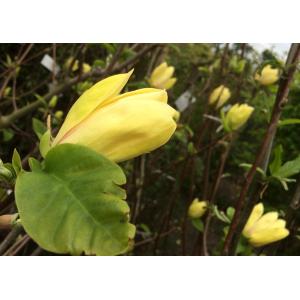 黄花モクレン イエローバード 大株苗木 約2 2ｍ １本株 黄木蓮 マグノリア お買い得なおまかせ株 送料無料 Gorkhasansar Com