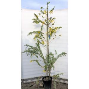 樹高約95cm！パールアカシアの大苗 現品発送・送料無料》パールアカシア 樹高1.5m（鉢含まず）12【鉢植え
