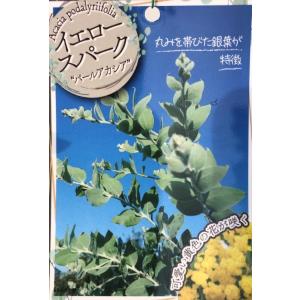パールアカシア イエロースパーク 約2m 規格...の詳細画像3