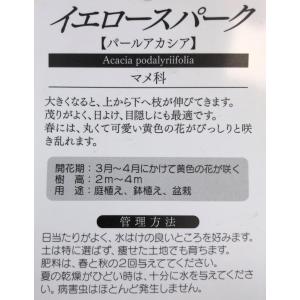 パールアカシア イエロースパーク 約2m 規格...の詳細画像4