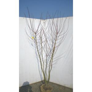 イロハモミジ 株立ち 約2.1m 現品発送 豪華株 一点物 特大株 植木苗木