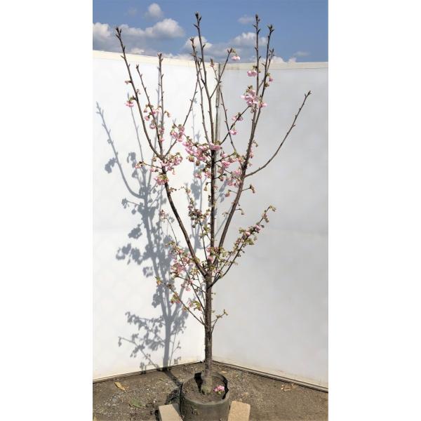 陽光桜　約２ｍ　濃いピンクの桜の木　早咲き品種　特大株　植木苗木　お買い得なおまかせ株　送料無料