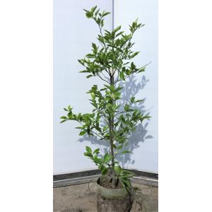 種苗登録レモンの木 璃の香 約2m 超大株 植木苗木大苗 規格販売