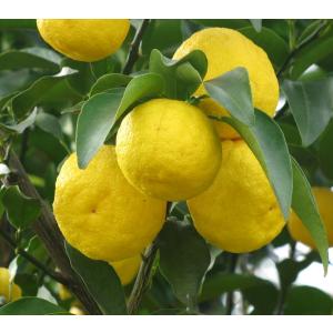 ゆずの木 柚子の木 約1.8m 現品発送 特大株 植木苗木 本ユズの木 本柚子 木頭