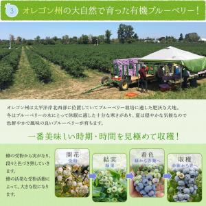 冷凍ブルーベリー 無農薬 4kg (200g×...の詳細画像5