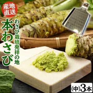 本生わさび 農家直送 3０g前後〜5０g前後 b5b7b350b7b217b88647d6c1ba5f88