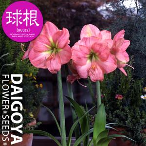 大郷屋 アマリリスの育て方 球根植物の育て方 Yahoo ショッピング