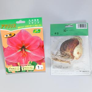 アマリリス 丸弁咲き 大球 スザンナ【球根】1...の詳細画像1