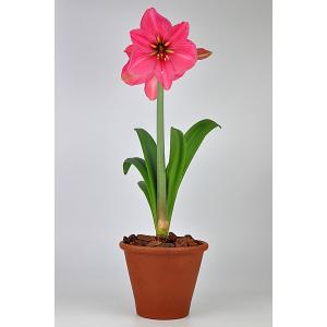 アマリリス 丸弁咲き 大球 スザンナ【球根】1...の詳細画像3