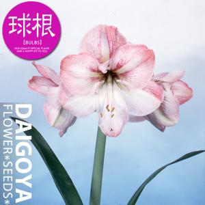 大郷屋 アマリリスの育て方 球根植物の育て方 Yahoo ショッピング