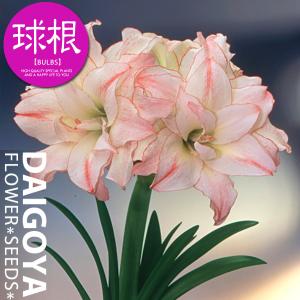 大郷屋 アマリリスの育て方 球根植物の育て方 Yahoo ショッピング