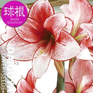 大郷屋 アマリリスの育て方 球根植物の育て方 Yahoo ショッピング