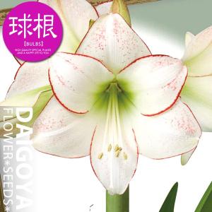 大郷屋 アマリリスの育て方 球根植物の育て方 Yahoo ショッピング