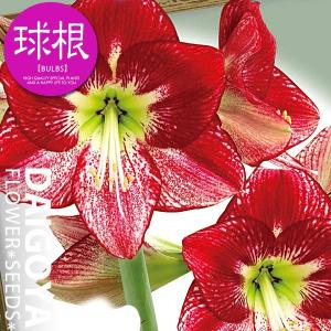 大郷屋 アマリリスの育て方 球根植物の育て方 Yahoo ショッピング