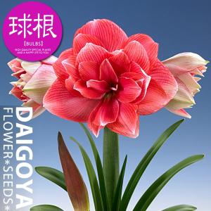 大郷屋 アマリリスの育て方 球根植物の育て方 Yahoo ショッピング