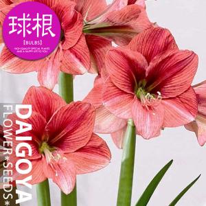 アマリリス ピンクパンサー 球根 1球 春植え球...の商品画像