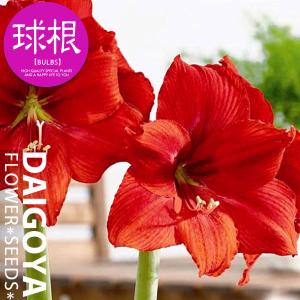 アマリリス レッドタイガー 球根 1球 春植え球...の商品画像