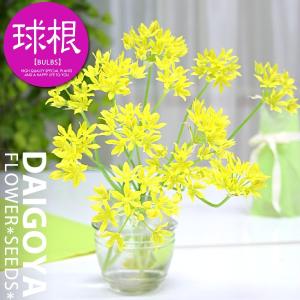 アリウムの通販 価格比較 Tira