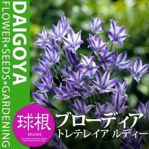 トリテレイア ブローディア 花 ガーデニング の商品一覧 通販 Yahoo ショッピング