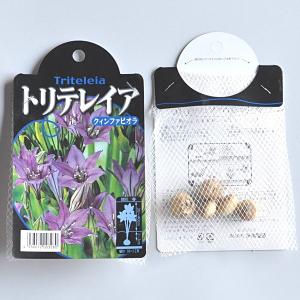 トリテレイア(ブローディア)クィンファビオラ(...の詳細画像1