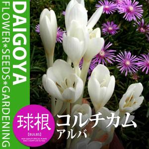 コルチカム アルバ(白)【球根】1球_コルチカム...の商品画像