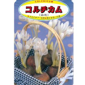 コルチカム アルバ(白)【球根】1球_コルチカ...の詳細画像1