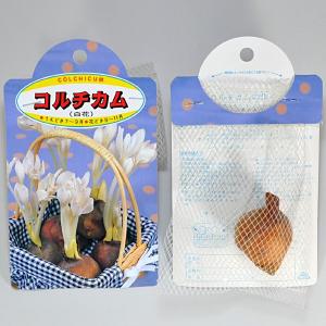 コルチカム アルバ(白)【球根】1球_コルチカ...の詳細画像2
