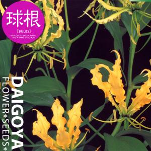 グロリオサ ルテア(黄)【球根】1球入り袋詰め_...の商品画像