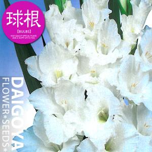 グラジオラス 白【球根】8球入り袋詰め_春植え_球根の商品画像