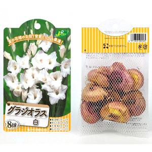 グラジオラス 白【球根】8球入り袋詰め_春植え_球根の詳細画像1