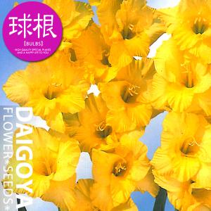 グラジオラス 黄色 球根 8球入り袋詰め 春植え 球根 Kk Gr Jbg1 0008kd 大郷屋 通販 Yahoo ショッピング