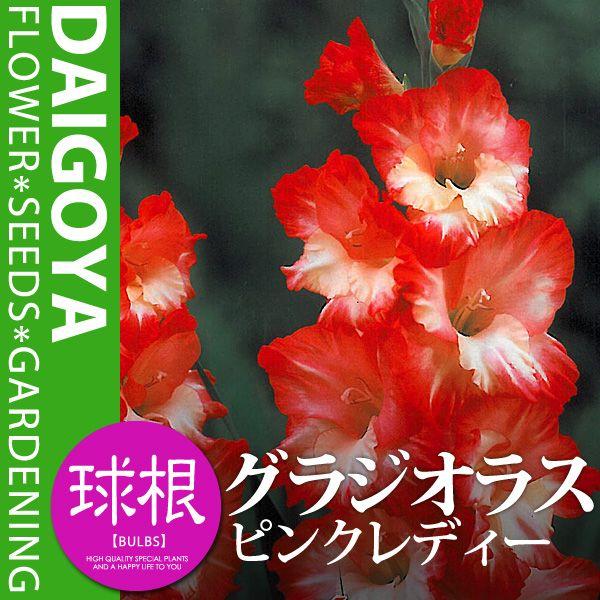 グラジオラス　２色咲き　ピンクレディー【球根】8球入り袋詰め_春植え_球根