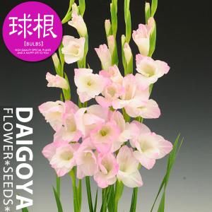 グラジオラス 花がすみ 球根 6球入り袋詰め 春植え 球根 Kk Grs002 6kd 大郷屋 通販 Yahoo ショッピング