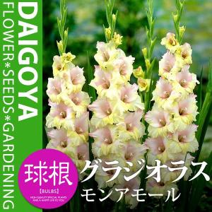 大郷屋 グラジオラスの育て方 球根植物の育て方 Yahoo ショッピング