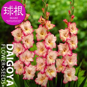 グラジオラス 2色咲き プリシラ 球根 8球入り袋詰め 春植え 球根 Kk Grs035 8kd 大郷屋 通販 Yahoo ショッピング