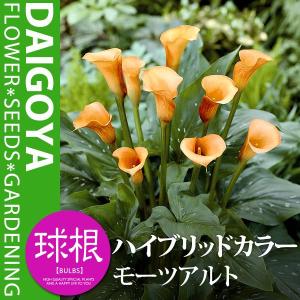 大郷屋 カラーの育て方 球根植物の育て方 Yahoo ショッピング
