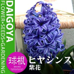 ヒヤシンス 紫花 【球根】1球ネット詰め 16c...の商品画像