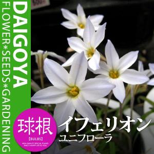 イフェイオン ユニフローラ(淡青)【球根】6球入りの商品画像