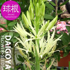 カマシア アルバ(大球/白)【球根】1球入り_カ...の商品画像