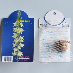 カマシア アルバ(大球/白)【球根】1球入り_...の詳細画像1