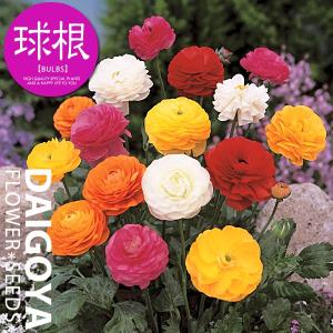 ラナンキュラス 4種混合【球根】35〜40ml_...の商品画像