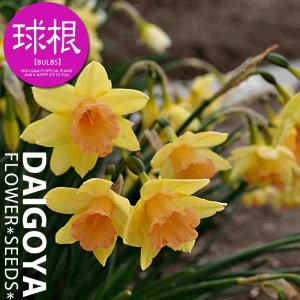 香り水仙 花 ガーデニング の商品一覧 通販 Yahoo ショッピング