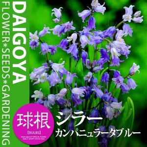 シラー球根 花 ガーデニング の商品一覧 通販 Yahoo ショッピング