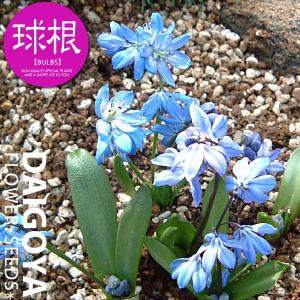 ムスカリ 球根 ペパーミント 10球 ムスカリの花 ムスカリの球根 秋植え球根 21n P0 0085 花と緑 国華園 通販 Yahoo ショッピング