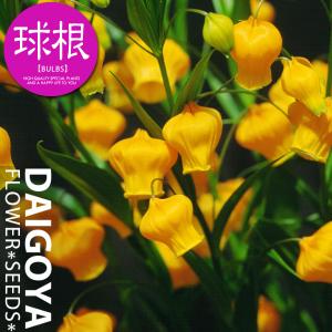 サンダーソニア オーランチカ 球根 1球 春植え球根 Kk Ssa001 1kd 大郷屋 通販 Yahoo ショッピング