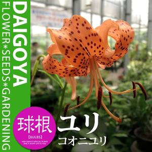 ユリ コオニユリ(橙/黒点)【球根】1球入り袋詰...の商品画像