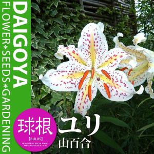 ユリ 選抜 山百合 (オーラタムゴールドバンド)...の商品画像
